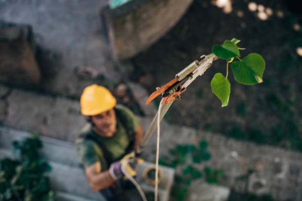 Best Tree Trimming and Pruning  in USA